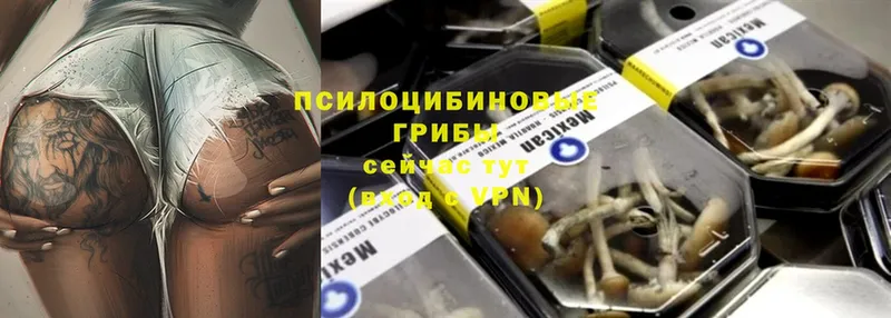 Галлюциногенные грибы Psilocybe  Крымск 